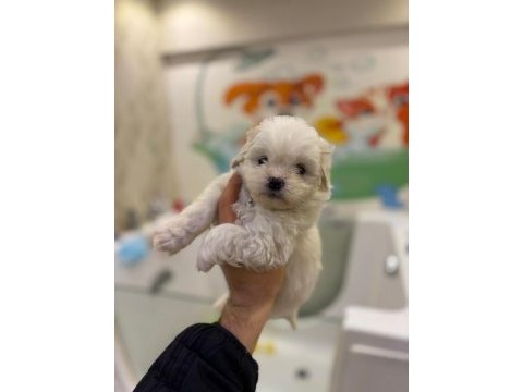 Çok tatlı 2 aylık dişi ve erkek terrier yavrular
