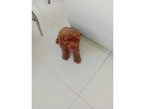 Toy poodle bebekler