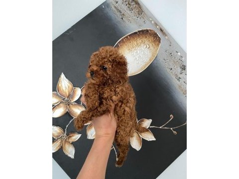 Kıvır kıvır orjinal poodle minişlerim