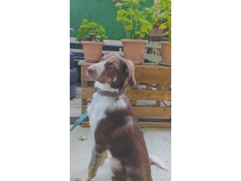 Köpeğimiz acil ücretsiz sahiplendirme