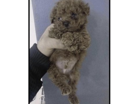 Toy poodle yavrum