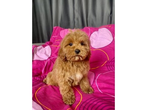 Mini boy maltipoo erkek yavrularımız