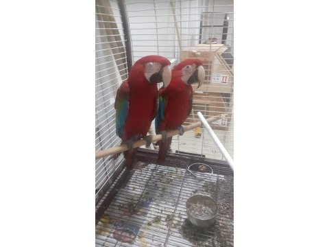 Kırmızı macaw faturalı çipli
