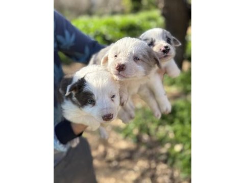 Üreticiden rengarenk border collie bebekler