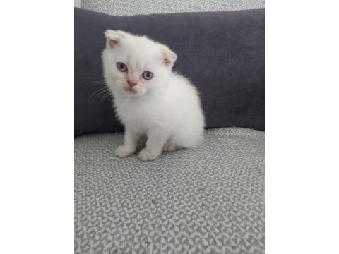 Blue point 50 günlük scottish fold