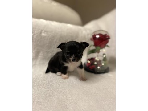 Ev ortamından teacup chihuahua yavrular