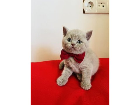 Kaliteli british shorthair yavru