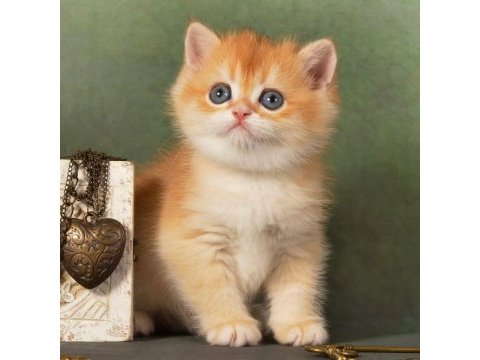 Manken gibi golden british shorthair 