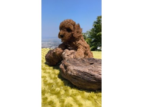 Müthiş kalite poodle yavrularımız