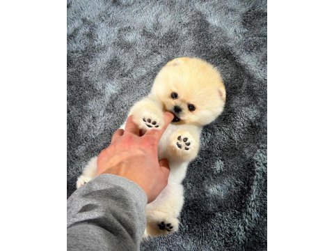 Safkan oyuncu kore pomeranian yavrularımız