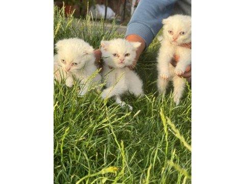 Safkan british shorthair yavrular