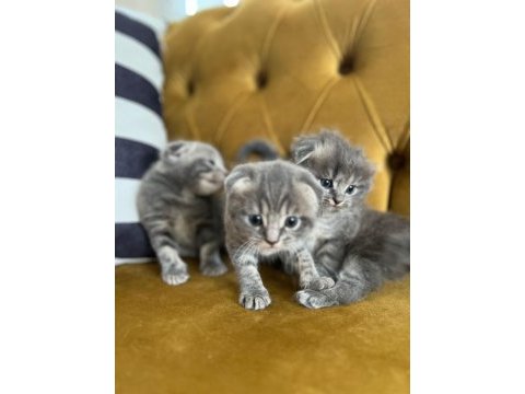 Yavru scottish fold kediler