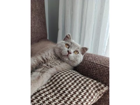 British shorthair yavrular