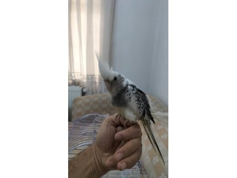 55 günlük sultan papağanı yavrusu