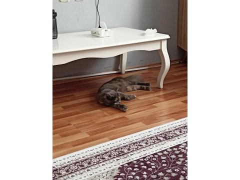 Yeni yuvasını arıyor british shorthair
