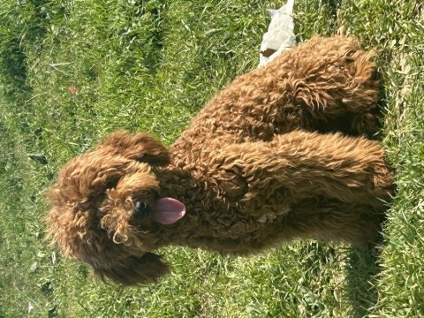 Çorlu satılık toy poodle 9 aylık