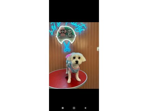 Maltese orijinal terrier 1 yaş
