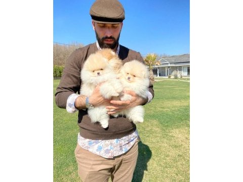 Pomeranian yavruları sizleri bekliyor 