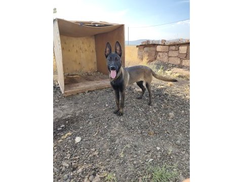 Belçika kurdu malinois