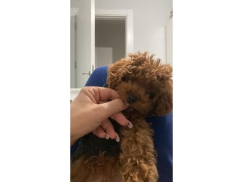 Orjinal toy poodle