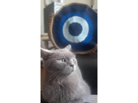 British shorthair dişi