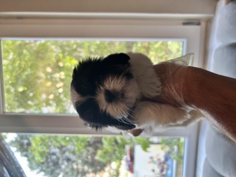 Shih tzu şitsu a kalite hızlı gönderim bursa türkiye