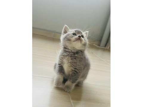 Kaymaklı lokum british longhair kedimiz