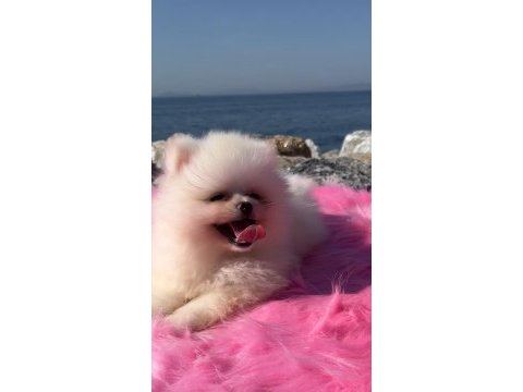 Oyuncak surat pomeranian boo