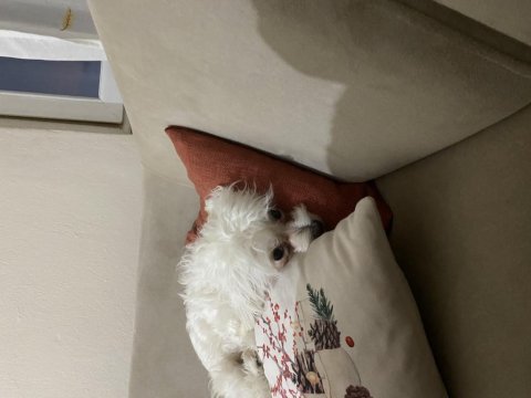 Maltese terrier
