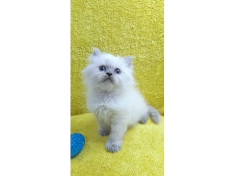 British longhair blue point oğlumuz