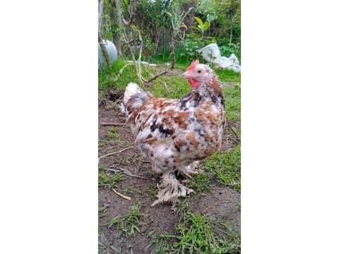 İspenç ve cüce cochin horozlar