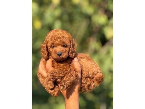 Ultra kaliteli poodle yavrular