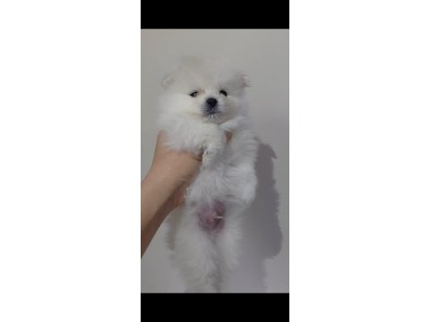 Pomeranian süt beyaz