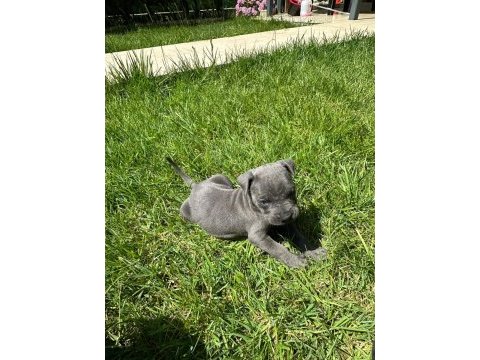 İstanbulda 45 günlük safkan blue cane corso