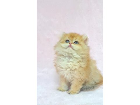 A kalite orijinal british longhair golden yavrum