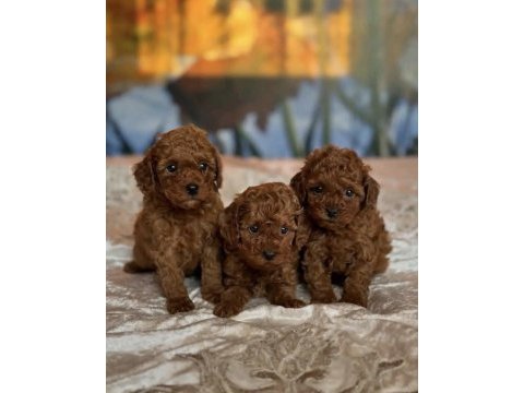 Red brown toy poodle ırk garantili yavrular 