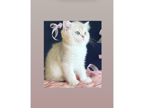 Safkan british longhair shorthair yavrular