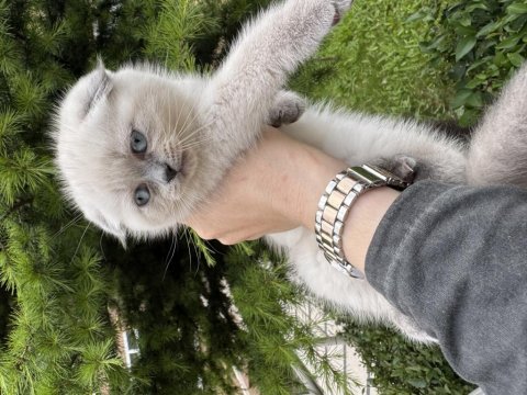 Scottish fold yavrularımız