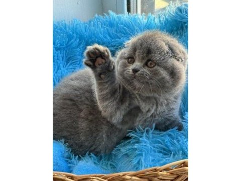 Top kafa ayı surat scottish fold bebek