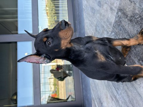 Şampiyon doberman yavruları