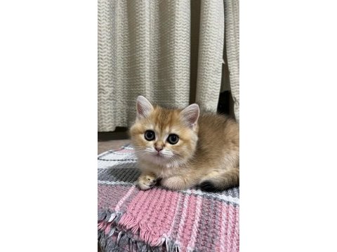 British shorthair kedisi
