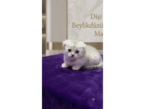 Sevimli scottish fold paticikler teslime hazır