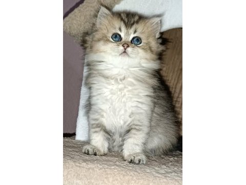 Biritish shortair british longhair safkan yavrular