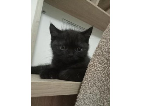 British shorthair kahverengi kedimiz