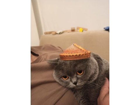 2 yaşında british shorthair erkek