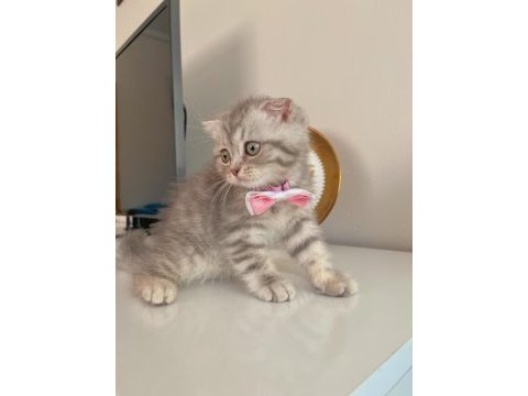 Yavru scottish fold