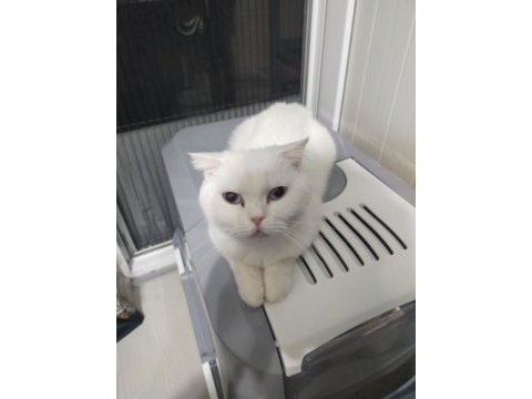 Scottish fold beyaz dişi