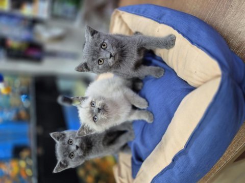 British shorthair yavru kediler