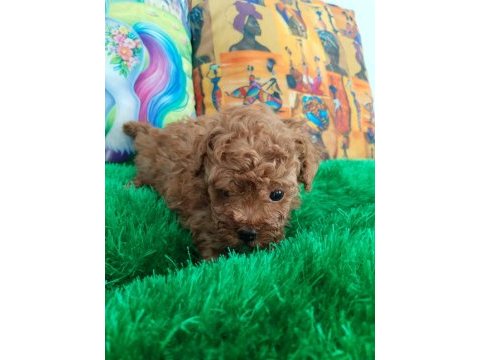 Orjınal a kalıte poodle
