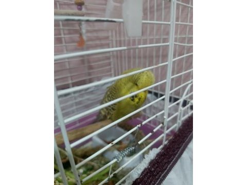 Şov jumbo takım kuşlar 2 çift yerli takım ile takas olur
